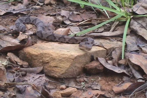 Copperhead Snake Venomous Stock Footage 768873