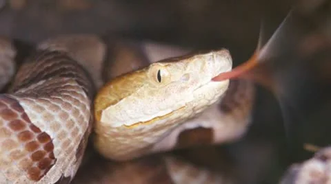 Copperhead Tongue Stock Footage 8919944