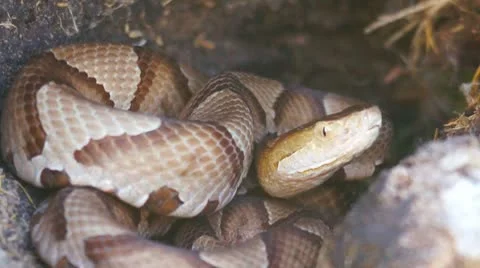 Copperhead Venomous Snake Video stock 8919458