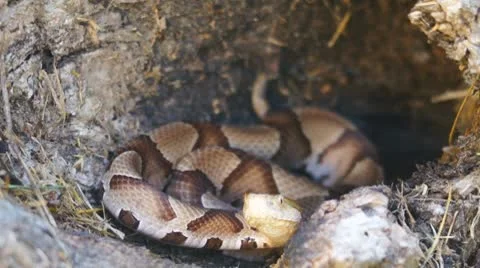 Copperhead Venomous Snake Stock Footage 8919897