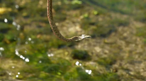 Copperhead In Wild Stock Footage 22437312