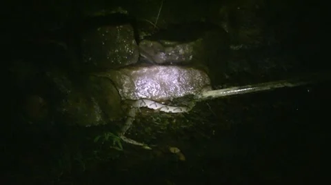 Copperhead1 - Distance - 1080p 動画素材 7340479