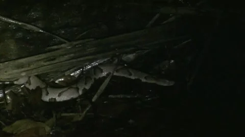 Copperhead2 - Distance - 1080p 動画素材 7340480