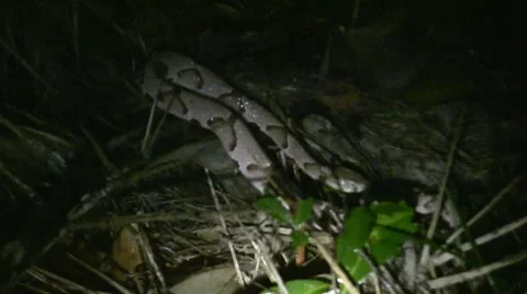 Copperhead4 - Distance - 1080p 動画素材 7340492