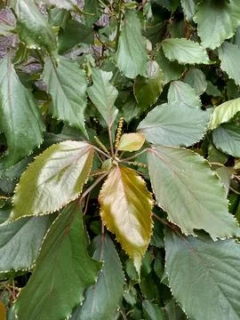 Copperleaf Plant Stock Photos