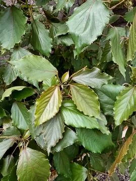Copperleaf Plant Stock-Fotos
