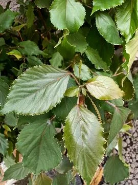 Copperleaf Plant Stock Photos