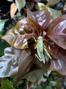 Copperleaf Plant Stock Photos