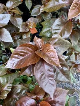 Copperleaf Plant Stock Photos