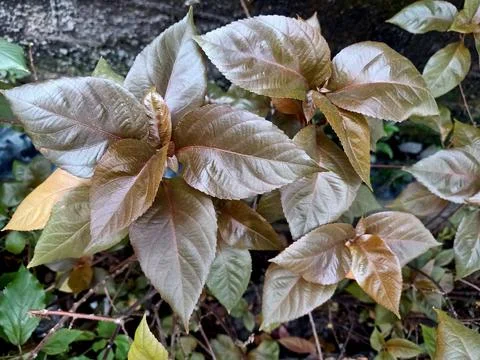 Copperleaf Plant Stock Photos