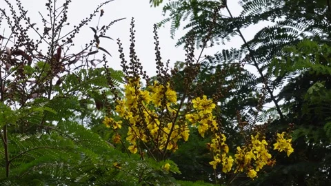 Copperpod Tree Flowers Video stock 344285445