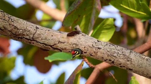 Coppersmith Barbet Stock Footage 63893661