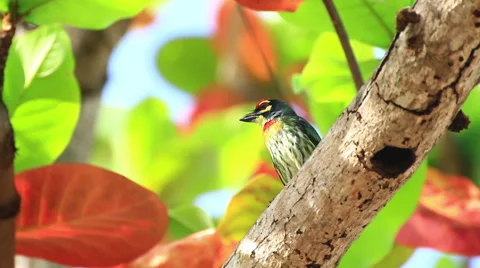 Coppersmith barbet . Stock Footage 64090154