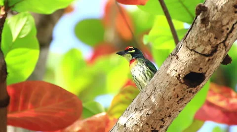 Coppersmith barbet . Stock Footage 64090165