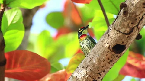 Coppersmith barbet . Stock Footage 64090214