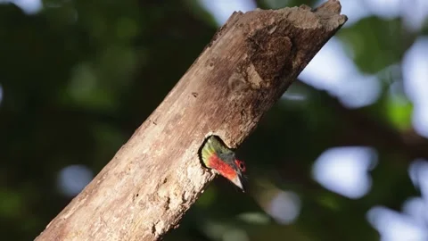 The coppersmith barbet Vidéo 160958477