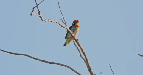 Coppersmith Barbet perched on dry tree branch against blue sky Stock Footage 343349865