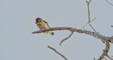 Coppersmith Barbet perched on dry tree branch against clear sky Stock Footage 344747243