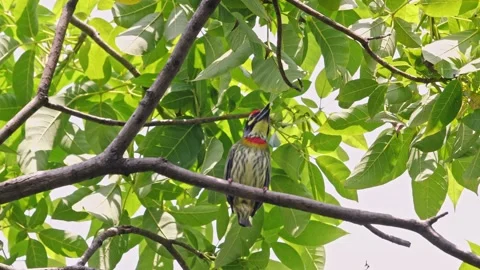 Coppersmith Barbet perched on tree branch in tropical forest Видео 334223795