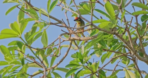 Coppersmith Barbet perched on tree branch against blue sky 스톡 동영상 343959606