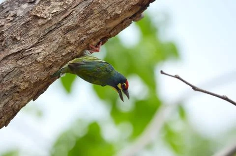 Coppersmith barbet perched on a tree Stock Photos