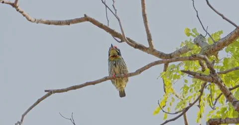 Coppersmith Barbet scratching head on tree branch Stock Photos