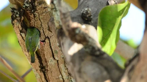Coppersmith Barbet's very hard working Stock Footage 171070199