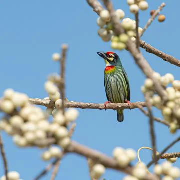 Coppersmith bird Stock Photos