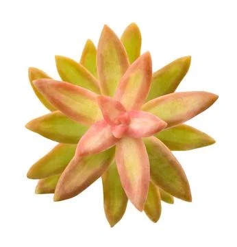 Coppertone Stonecrop Stock Photos