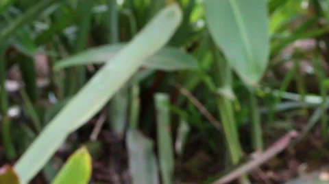 Coppery-headed Emerald Stock Footage 36069995