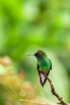 Coppery-headed Emerald sitting on branch, bird from mountain tropical forest, Stock Photos