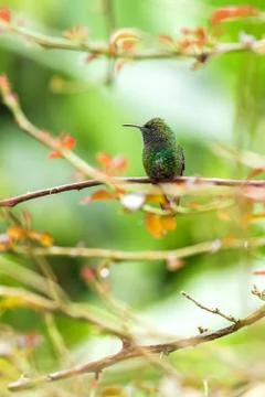 Coppery-headed Emerald sitting on branch, bird from mountain tropical forest, Stock Photos