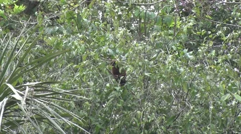 Coppery Titi Monkey feeding in tree in the amazon rainforest Stock Footage 60227572