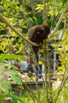 Coppery titi's Stock Photos