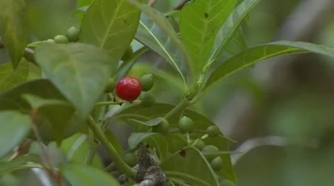 Coppice Forest Berries Stock-Footage 10754472