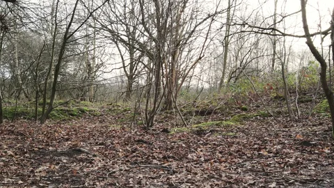 Coppiced Trees In Epping Forest Video stock 102639507