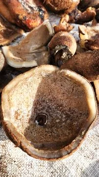 Copra is an export commodity of Southeast Asian countries, such as Indonesia Stock Photos