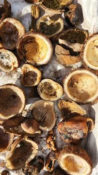 Copra is an export commodity of Southeast Asian countries, such as Indonesia Stock Photos