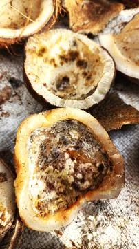 Copra is an export commodity of Southeast Asian countries, such as Indonesia Stock Photos