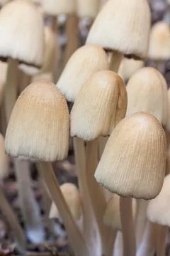 Coprinellus Stock Photos