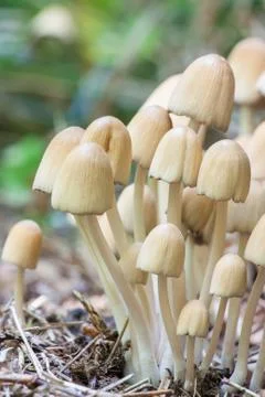Coprinellus Stock Photos