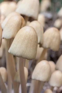 Coprinellus Stock Photos