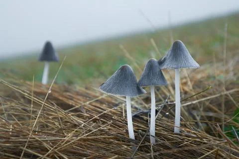 Coprinellus Stock Photos