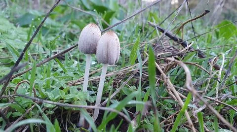 Coprinellus xanthothrix Foto stock