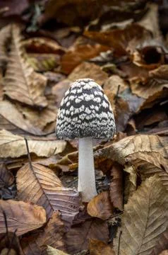 Coprinopsis picacea Stock Photos