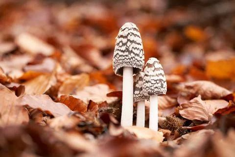 Coprinopsis picacea Stock Photos