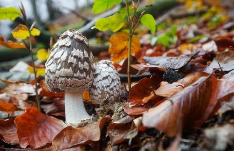 Coprinopsis picacea Stock Photos