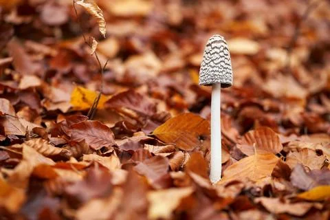 Coprinopsis picacea Stock Photos