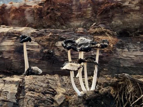 Coprinus Atramentarius Stock Photos