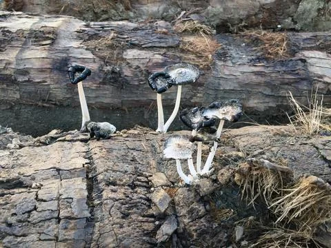 Coprinus Atramentarius Stock Photos